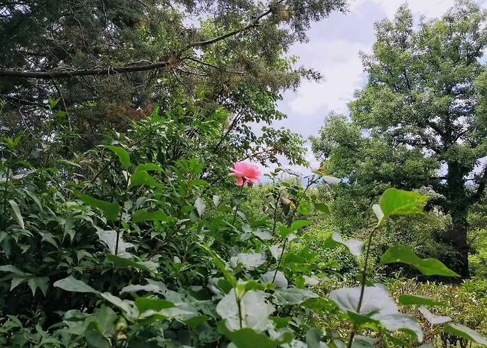 Zenios Dionysos - Traditional